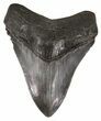 Serrated, Blue-Grey Megalodon Tooth - Georgia #52800-1